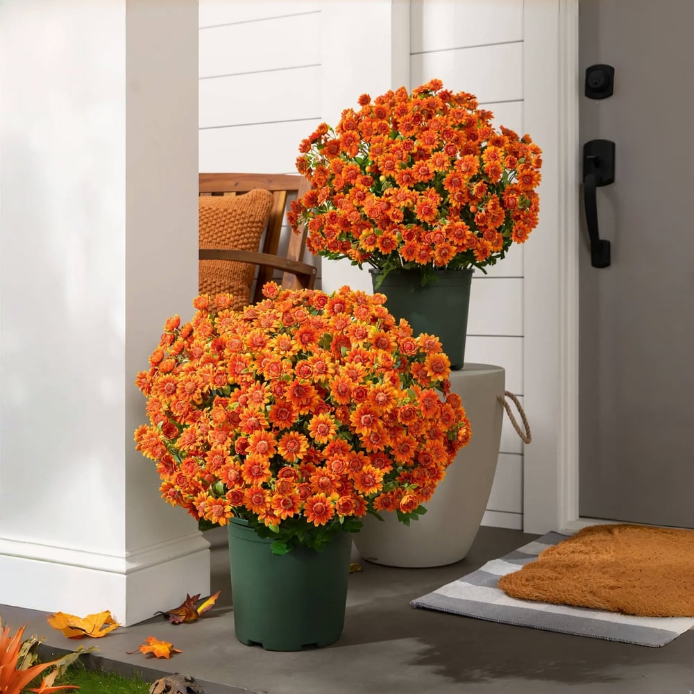 EverFall | Artificial Flowers with UV Protection | Lifelike Silk Mums for Year-Round Beauty 0 | Ys1780390415015453619,mi1780390415015549541,sh1780390415015643903,Wh1780390415015738534,gB1780390415015832445,Qr1780390415016033162,KP1780390415015938470,hg1780390415016127153,oM1780390415016221785