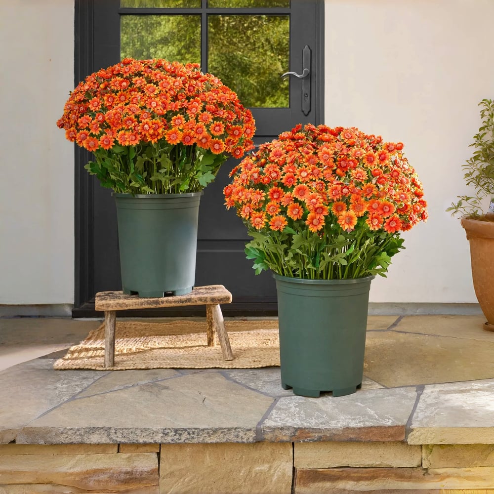 EverFall | Artificial Flowers with UV Protection | Lifelike Silk Mums for Year-Round Beauty 1 | Ys1780390415015453619,mi1780390415015549541,sh1780390415015643903,Wh1780390415015738534,gB1780390415015832445,Qr1780390415016033162,KP1780390415015938470,hg1780390415016127153,oM1780390415016221785