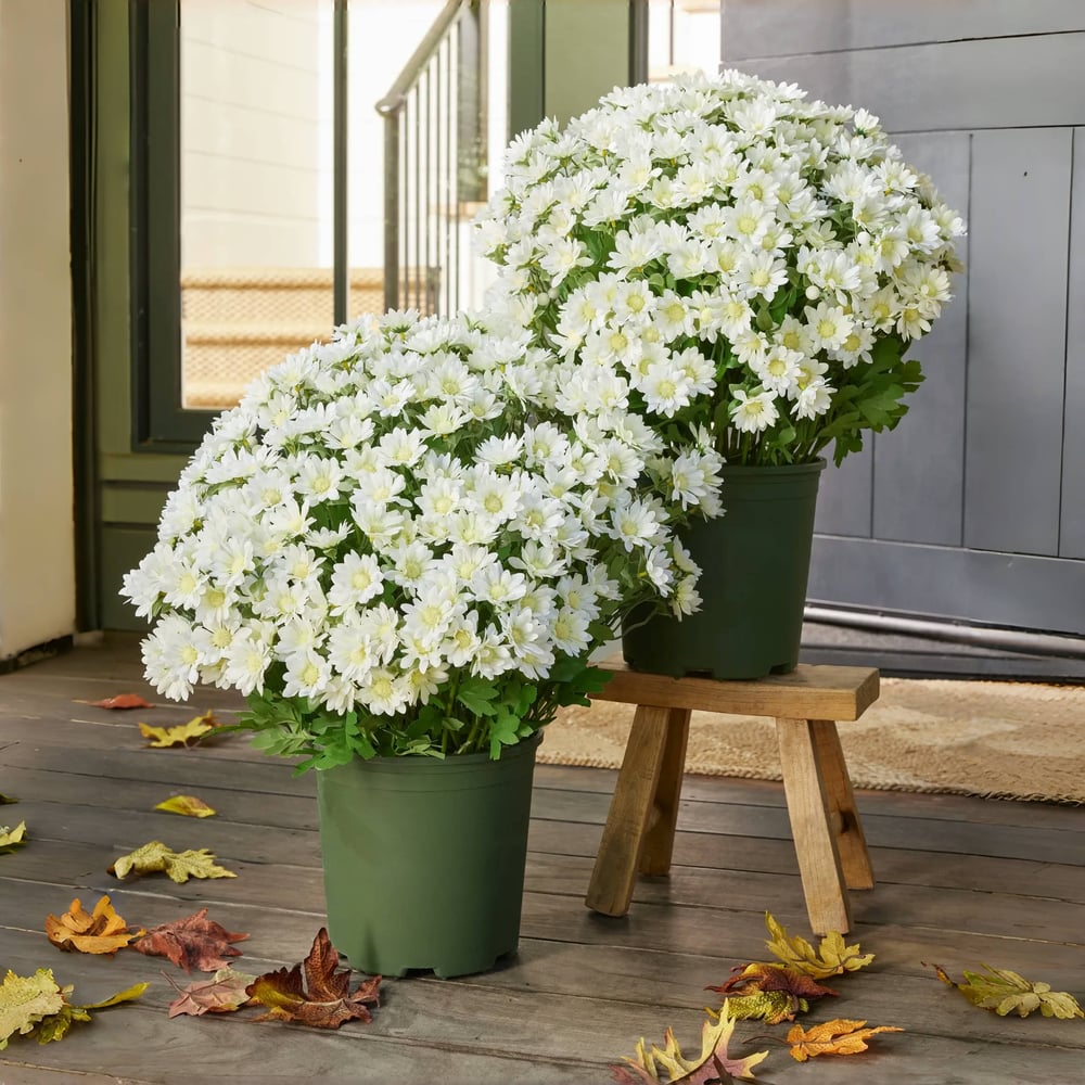EverFall | Artificial Flowers with UV Protection | Lifelike Silk Mums for Year-Round Beauty 6 | Ys1780390415015453619,mi1780390415015549541,sh1780390415015643903,Wh1780390415015738534,gB1780390415015832445,Qr1780390415016033162,KP1780390415015938470,hg1780390415016127153,oM1780390415016221785