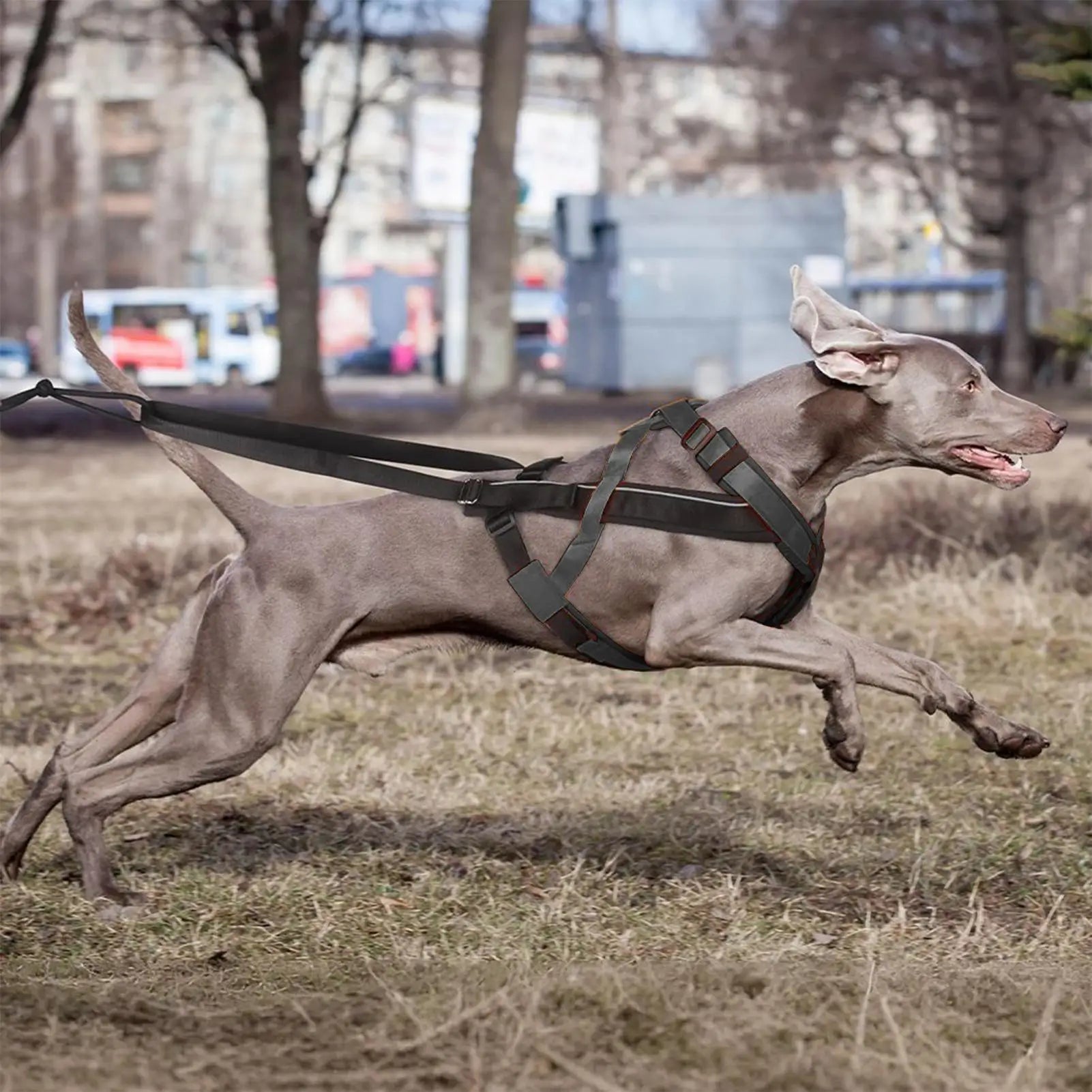 Reflective Padded Dog Harness