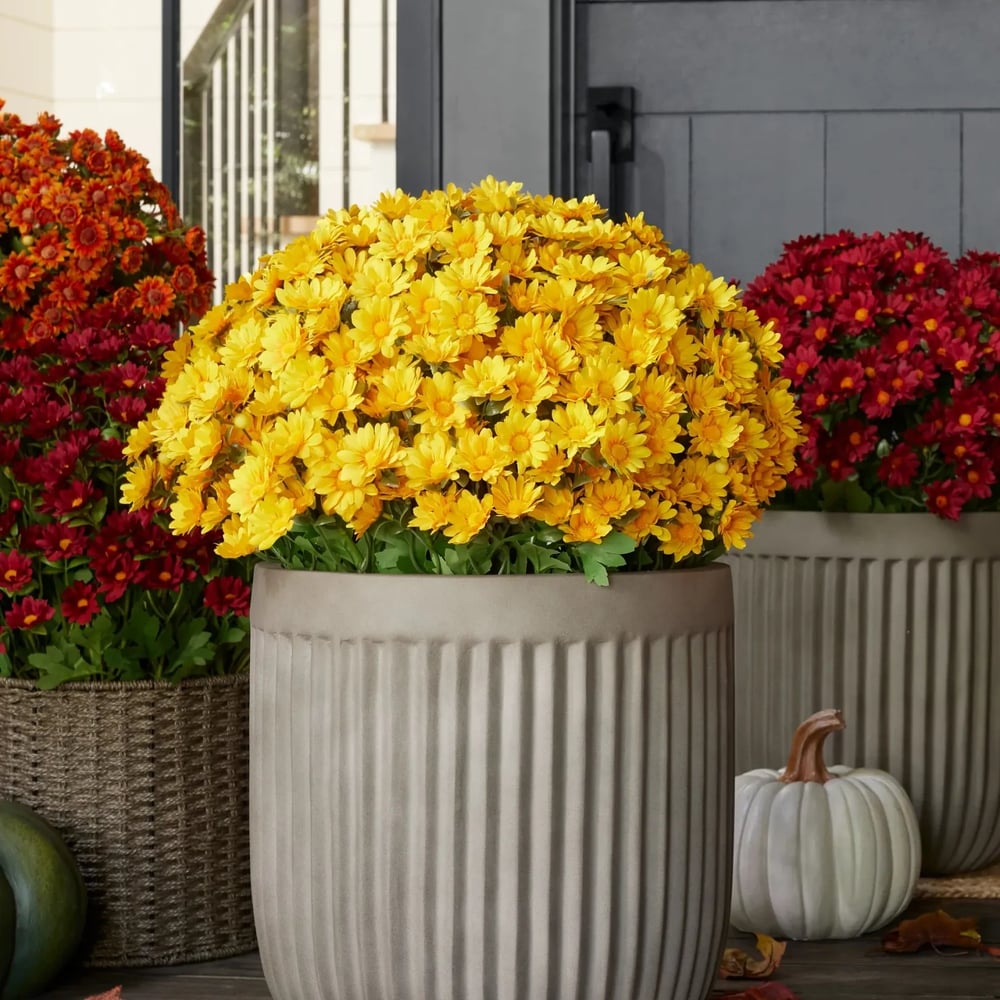 EverFall | Artificial Flowers with UV Protection | Lifelike Silk Mums for Year-Round Beauty 7 | Ys1780390415015453619,mi1780390415015549541,sh1780390415015643903,Wh1780390415015738534,gB1780390415015832445,Qr1780390415016033162,KP1780390415015938470,hg1780390415016127153,oM1780390415016221785